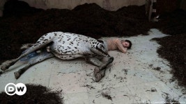 Venice Biennale: Wonderful diversity | Arts.21 - The Culture Magazine | DW | 30.04.2022 Venice Biennale: Wonderful diversity | DW... 