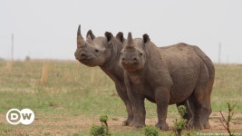 Scientists test radioactive method to save rhinos – DW – 07/18/2024