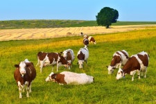 About 70 dead cows found on Michigan farm | Fox News About 70 dead cows found on Michigan farm