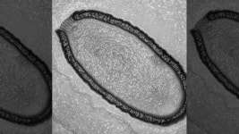 Scientists look to re-animate ancient, giant Frankenvirus found in Siberia | Fox News Scientists look to re-animate ancient... 