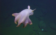 Dumbo octopus spotted during California deep-sea mission stuns... News Dumbo octopus spotted during California deep-sea mission... 