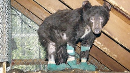 Bear in Washington that survived burns from wildfire was shot, killed by hunter, officials say | Fox News Bear in Washington that... 