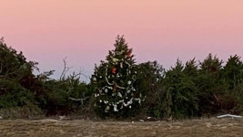Texas town fights to save mysterious Christmas tree | Fox News Texas town fights to save mysterious Christmas tree