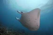 One-of-a-kind pink manta ray spotted swimming off Great Barrier... pink manta ray spotted swimming off Great Barrier Reef