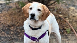 New York dog nicknamed ‘Shadow’ is up for adoption: Pooch wants to be by your side’ | Fox News New York dog nicknamed... 