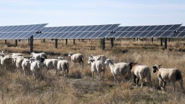 Sheep replace gas-powered mowers at solar farms to reduce emissions | Fox News Solar companies deploy sheep across farms in... 
