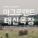 당진 아그로랜드 태신목장