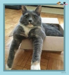 고양이의 확고한 취향