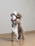 우리 만남은 젠틀하게.. 첫 만남에 왈츠 춘 강아지들