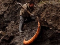 아이보리 러시...동토에서 상아 찾기?