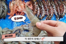 수산물 시장에서 보게되는 블랙타이거vs 흰다리 새우 차이점