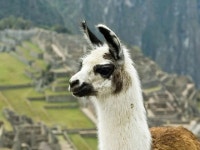 [사이언스샷] 라마 항체 뿌려 코로나 잡는다