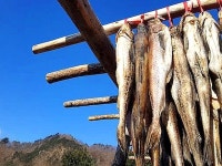 [공복 김선생] 명태·깡태·황태·북어·코다리… 모두 한 생선이랍니다