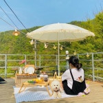 강아지도 캠핑간다! 강원도 애견동반 캠핑장 4곳