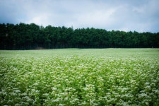 메밀 꽃 필 무렵 먹는 막국수, 중년의 성인병 예방제