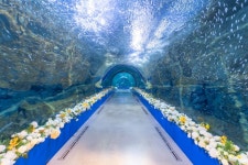 여수 아쿠아플라넷 할인 :: 바다를 담은 아쿠아리움 & 뮤지엄오브컬러 전시