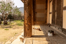 고양이 사는 툇마루서 차 한잔···인스타 ‘사진 맛집’ 뜨는 옛집