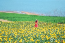 수선화가 활짝 피었습니다! 퍼플섬 옆 옐로우섬, 신안 선도