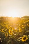 서울 근교 여행 :: 가을 나들이의 정석, 연천 가볼만한곳 3