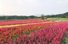 철원 애견동반 여행지 추천 한창 축제를 진행하는 고석정 꽃밭 : ZUM 허브 가을에 피는 꽃이 한가득...철원 애견동반 여행지 추천 한창 축제를... 
