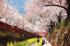 무려 57년 만에 개방!... 새롭게 탄생한 비밀 벚꽃 명소