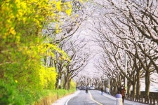 이보다 긴 꽃터널은 없다… 이번 주말이 절정인 국내 최장 129km 벚꽃길
