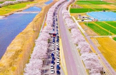 이보다 긴 꽃터널은 없다… 이번 주말이 절정인 국내 최장 129km 벚꽃길