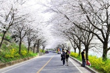 이보다 긴 꽃터널은 없다… 이번 주말이 절정인 국내 최장 129km 벚꽃길