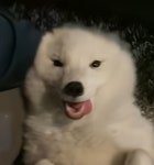 가정집에서 키울 수 있는 희귀동물 분양 종류를 알아보자!