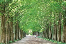 죽녹원 바람 소리가 들리는 담양 여행