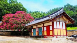 8월 꽃구경은 여기가 최고죠… 돌담길 따라 만개한 배롱나무 명소
