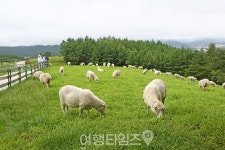 매년 가을이면 이 코스로 가고 싶어져요 강원도 가을 여행하기 좋은 3곳