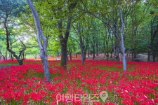 서울 근교 최대 꽃무릇 군락지에요 일주일 남짓 이어지는 빨간 꽃무릇 명소