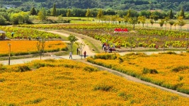 여의도보다 넓은 꽃정원이라고?… 가족 모두가 감탄한 76만 평 가을꽃 명소