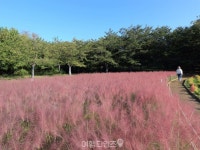 서울은 지금부터 절정입니다 분홍빛 물결을 걸을 수 있는 서울 핑크뮬리 명소