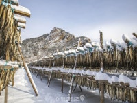 황태가 이렇게 만들어지네요 수만 마리 명태를 황태로 만드는 겨울 이색 마을 여행지