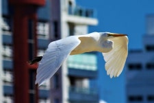 중대백로 from Av. Beira Mar, 1115, Torres - RS, 95560-000, Brasil on 2017년 08월 25일 (금) by Henrique Raupp. Num vôo nas... 