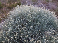 Helichrysum revolutum from University of The Western Cape, Erica Twp, Cape Town, South Africa on 2020년 10월 15일 (목) at 07:15... 