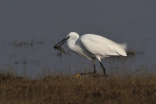 쇠백로 from Pocharam Dam Reservoir, Telangana on 2019년 04월... 07:35 오전 by Sriram Reddy · iNaturalist 쇠백로 (Egretta garzetta)