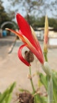 Canna indica from 643/A, New Kranthi Nagar, Sainikpuri, Secunderabad, Telangana 500094, India on 2020년 10월 31일 (토) at 11:14... 