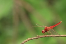 고추잠자리 from Sarpang, Bhutan on 2020년 07월 04일 (토) at... by Tashi Dhendup · iNaturalist 고추잠자리 (Crocothemis servilia)