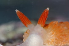 Anteaeolidiella oliviae from Pigeon Pt., San Mateo Co., CA on 2008년 02월 08일 (금) by Gary McDonald. 16mm total length.... 