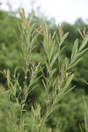 Salix udensis siuzevii from 대한민국 강원도 양구군 동면 on 2020년 06월 18일 (목) at 09:44 오전 by Yanghoon Cho... 