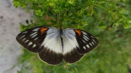 Ixias paluensis in 1월 2020 by Rocky Reviko · iNaturalist Ixias paluensis