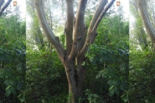 Bursera simaruba from Sacalum, Yuc., México on 2020년 11월 13일 (금) at 07:07 오전 by Sebastián de Jesús Herrera Buenfil... 
