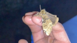 포도독나방 from 송전리, 천안시, 충청남도, KR on 2020년... at 08:29 오후 by Paul Scott · iNaturalist 포도독나방 (Ilema eurydice)