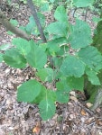 Hamamelis virginiana from 44143, Mayfield, OH, US on 2017년 09월 16일 (토) at 02:56 오후 by nr_research · iNaturalist... 