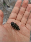 Lampetis dilaticollis from El Herrero, 47030 San Juan de los Lagos, Jal., Mexico on 2020년 11월 22일 (일) at 11:54 오전 by... 