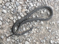 Waterfowl Refuge, Massac county, Illinois, U.S.A.x. m on 2012년 04월 28일 (토) by Tony Gerard · iNaturalist Lampropeltis nigra