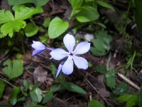 Phlox divaricata from Langlade County, WI, USA on 2008년 06월 04일 (수) at 01:40 오전 by Matt Below · iNaturalist Phlox divaricata